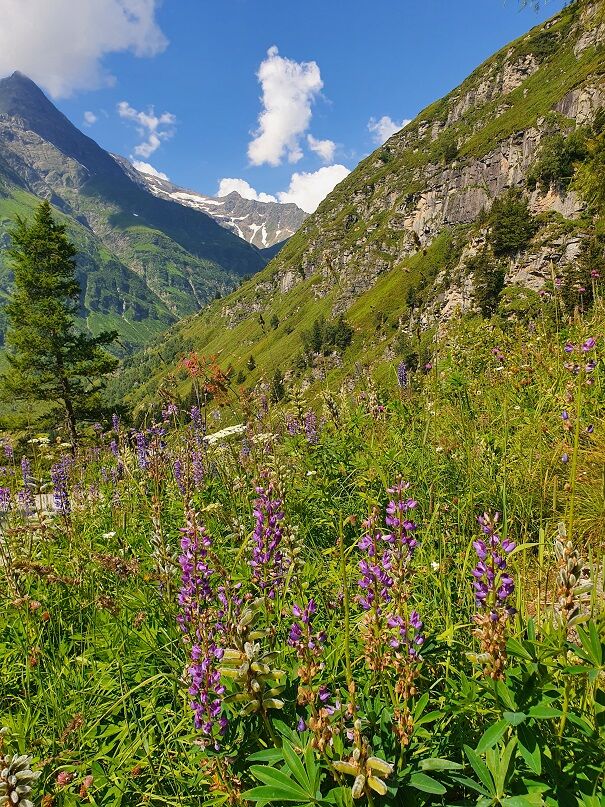 Lupinen in Sportgastein