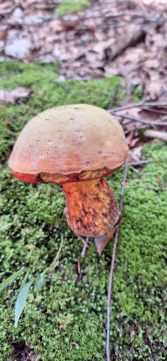 Ein Schwammerl steht im Walde....