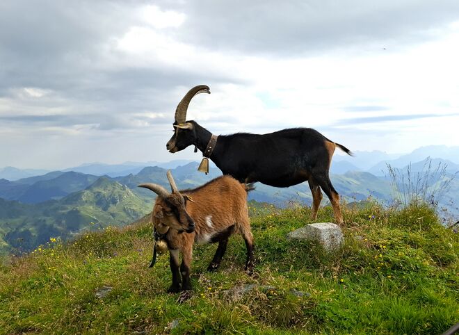 hoch über dem Oberpinzgau