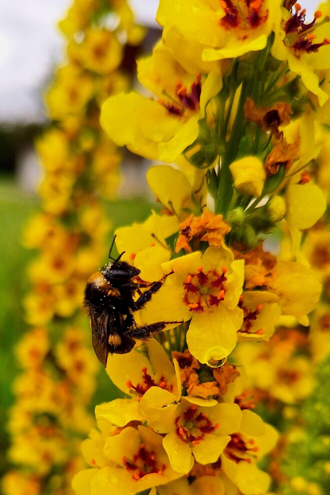 Flügelschwer und pitschnass von Blüte zu Blüte