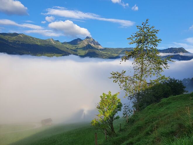 Über dem Morgennebel