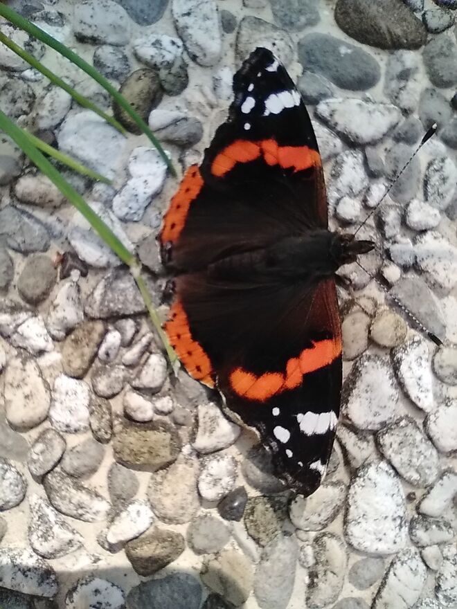 Schmetterling