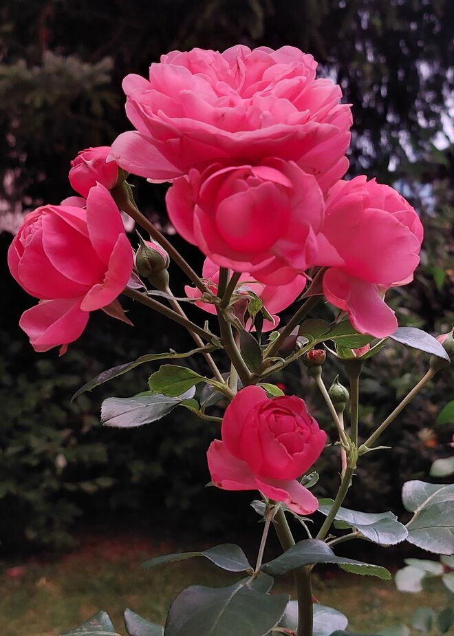 Eine Rose zur guten Nacht