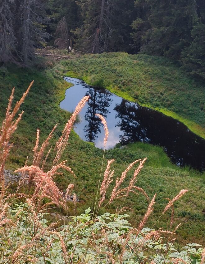 Der Wald und seine Geheimnisse