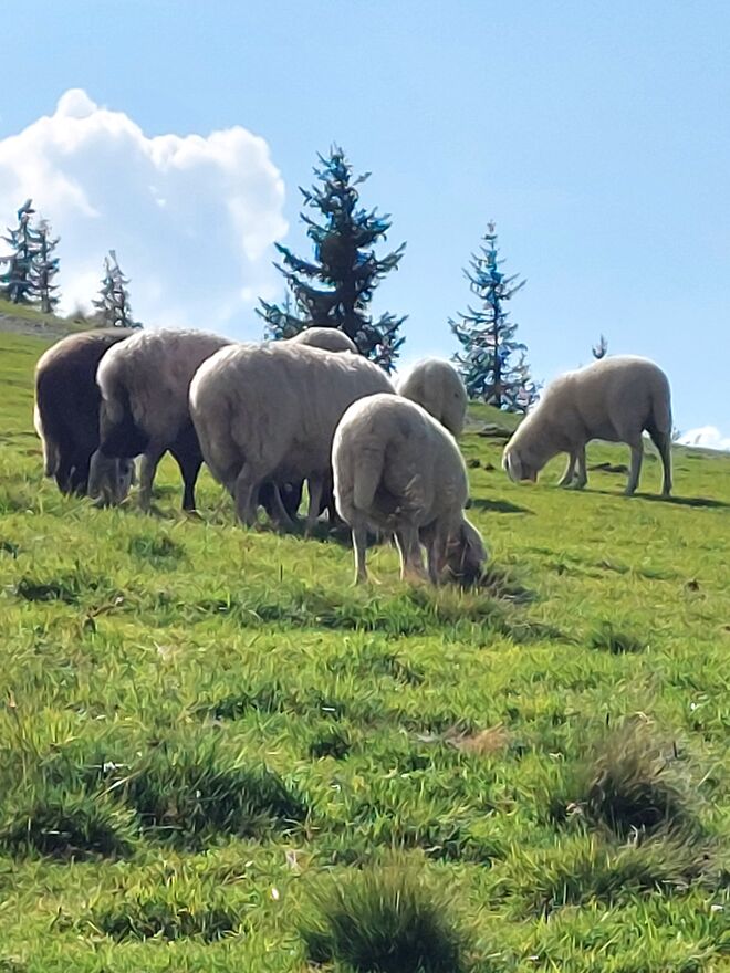 Hoffentlich kommt wieder so ein Almsommer!!