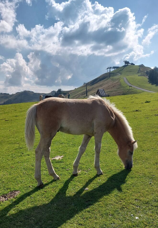 Den Almsommer genießen....