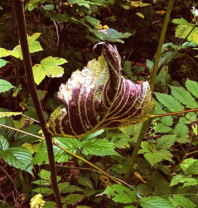 . . ein Herbstblatt im Vorbeigehen . . . .