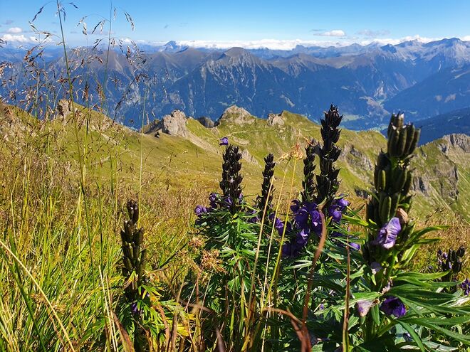 Eisenhut im Spätsommer bereits am Verblühen