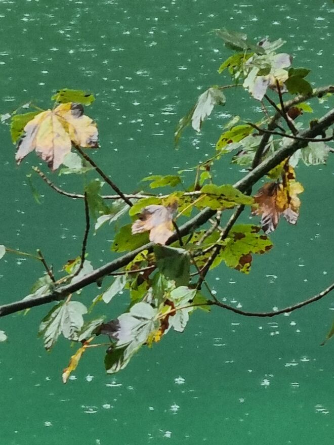 Herbstliches Nass