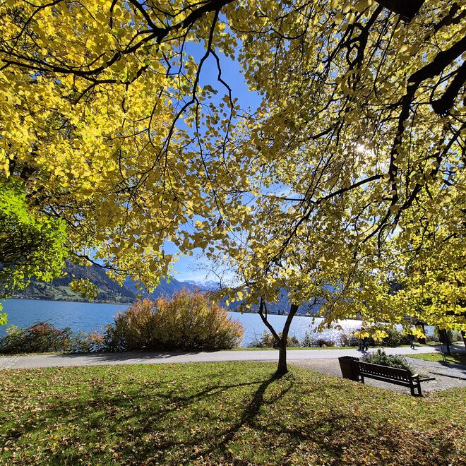 Herbstleuchten am Zellersee