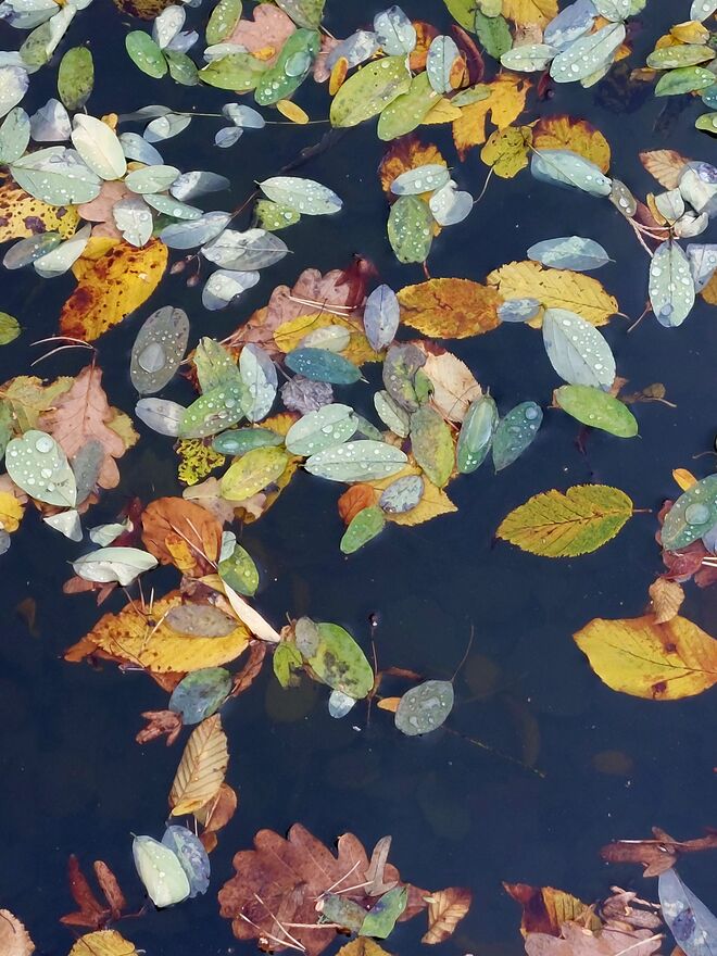 Herbst heißt ..... bunte Vielfalt