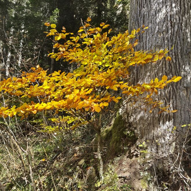 Der Alte und der Junge ...( Baum)
