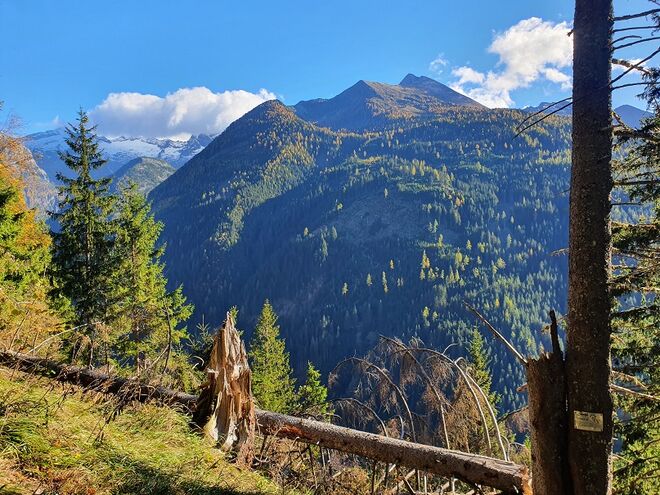 Strahlende Lerchen