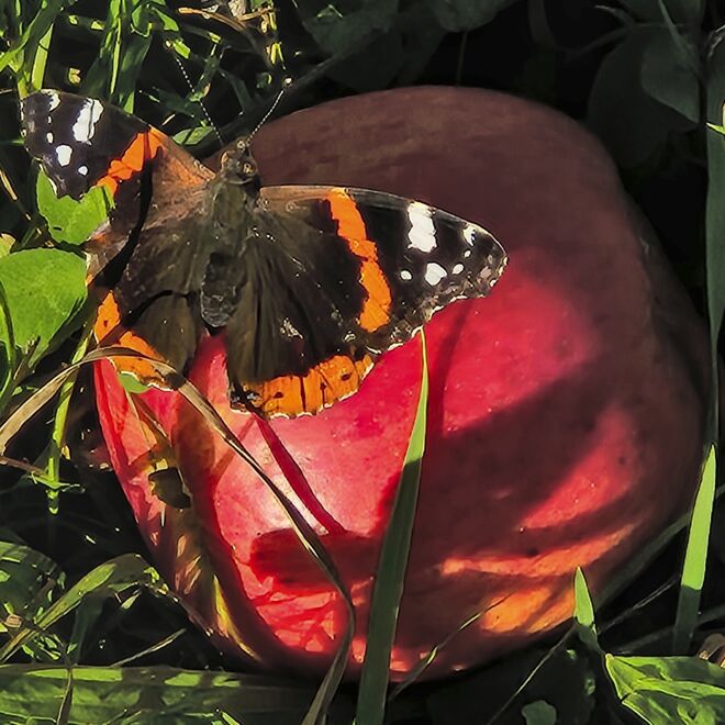 Er mag nicht nur Blüten..
