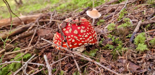 Schöner Giftiger Fliegenpilz