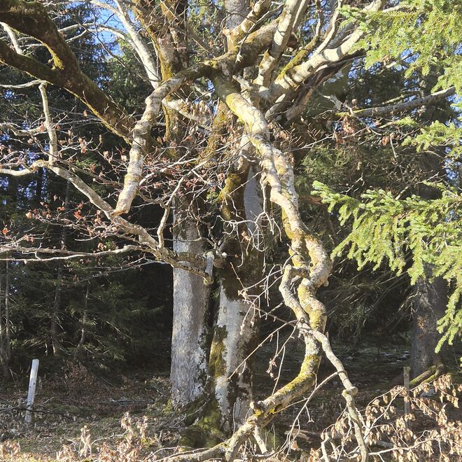 Alter Baum