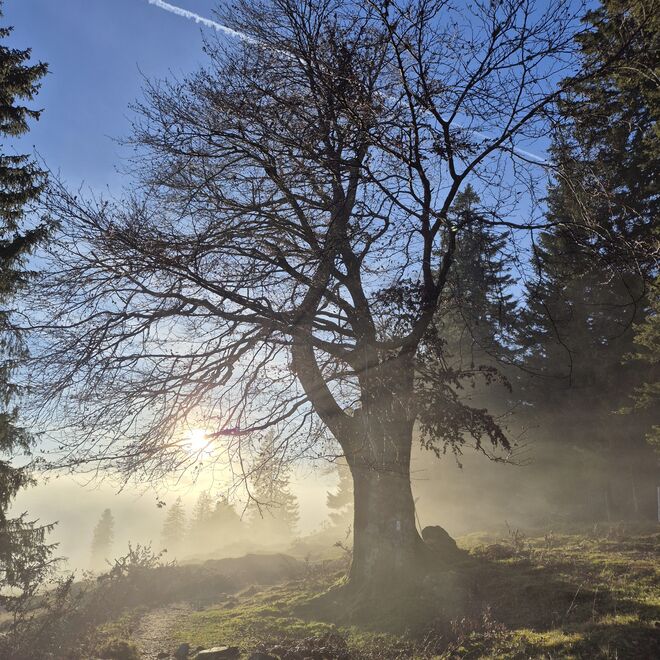 Nebel kommt auf die Postalm