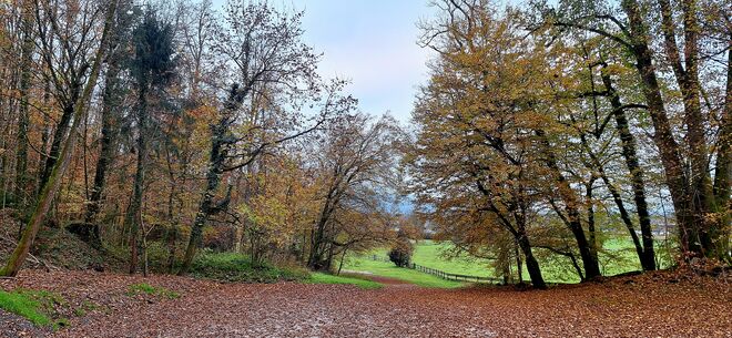 Novemberspaziergung bei Hochnebel