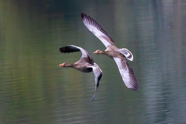 Graugänse im Flug