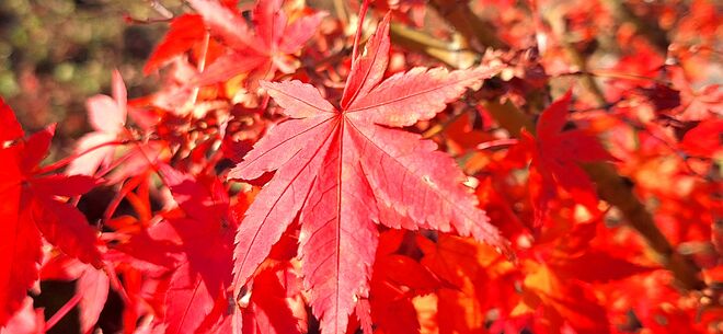 Noch ist es herbstlich bunt