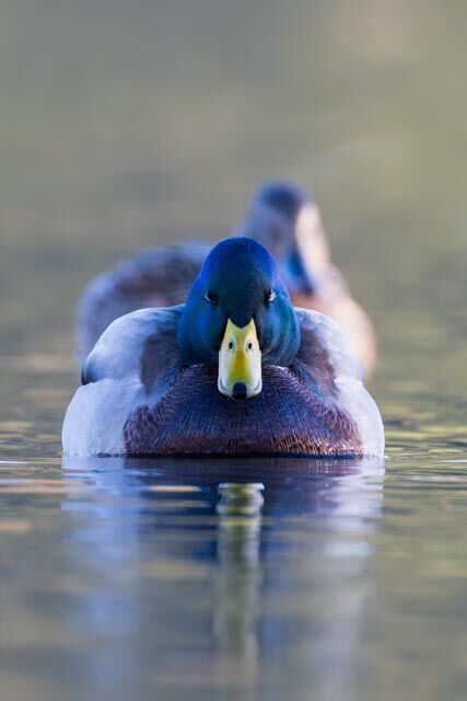 Der Erpelkönig vom Ritzensee