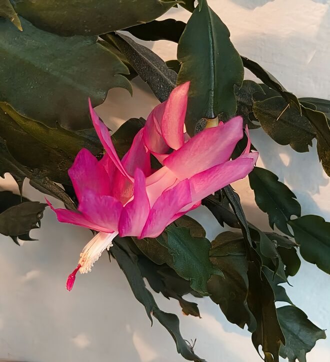. . . eine BLüte macht den Anfang . . .
