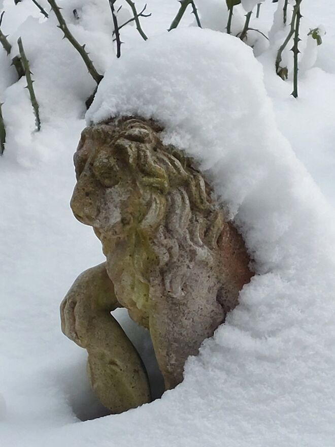 Löwe im Winterpelz