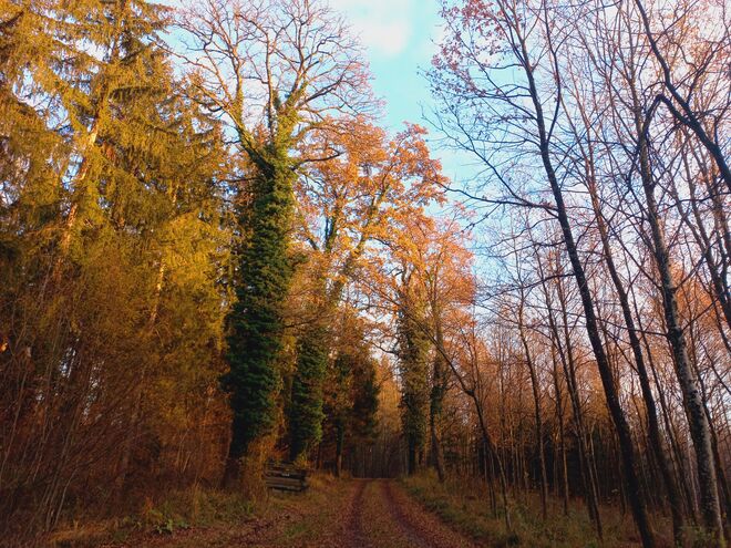 Im letzten Novemberlicht!