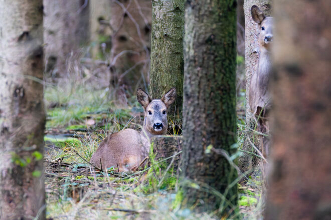 Ricke in ihrer Mulde. Wo ist die Zweite?