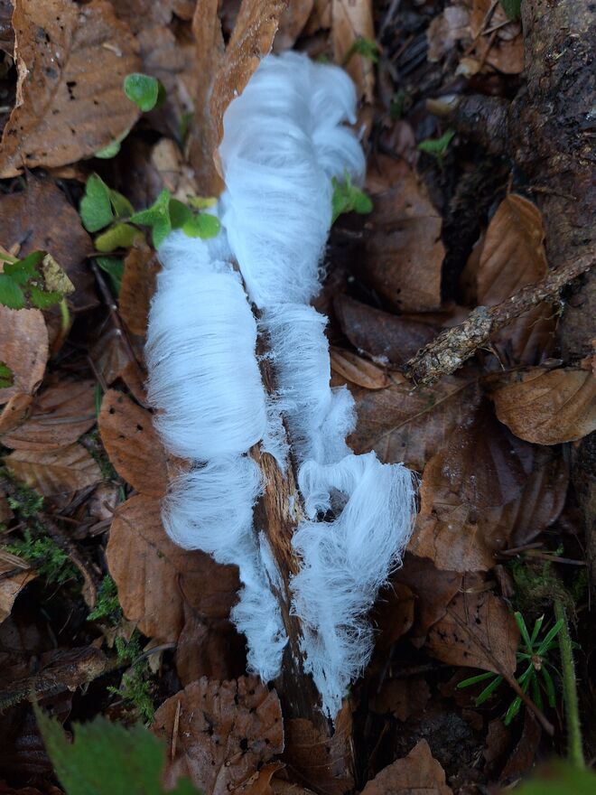 Wunder Natur im Wald