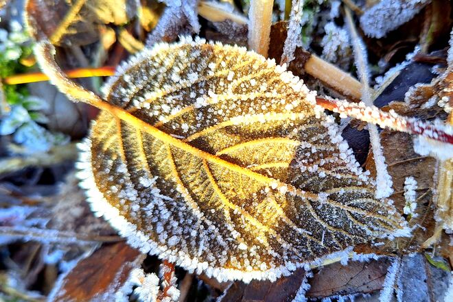 "Blattgold"