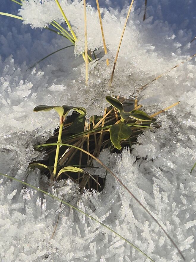 Pflanzen trotzen dem Frost...