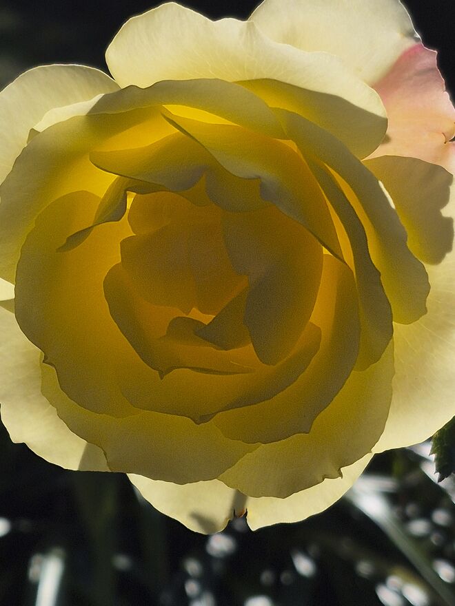 Späte Rose