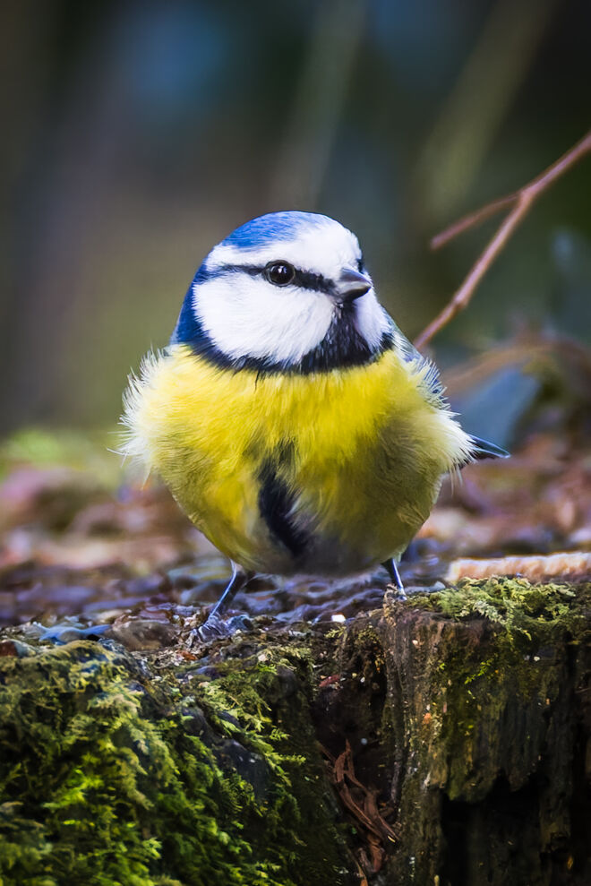 Blaumeise im Donnenberg Park
