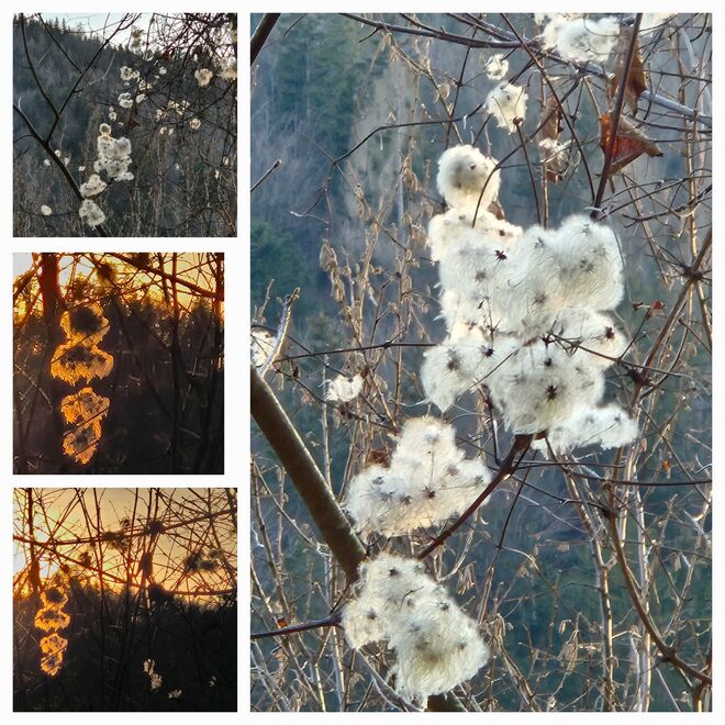 "Flauschig"...