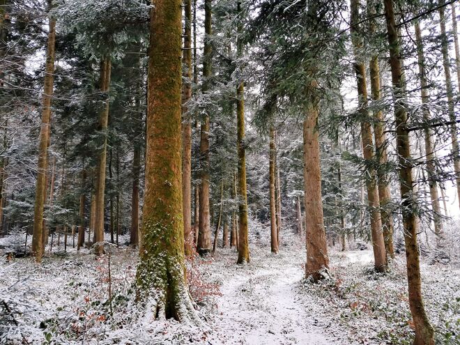Heutiger Spaziergang im Winterwald