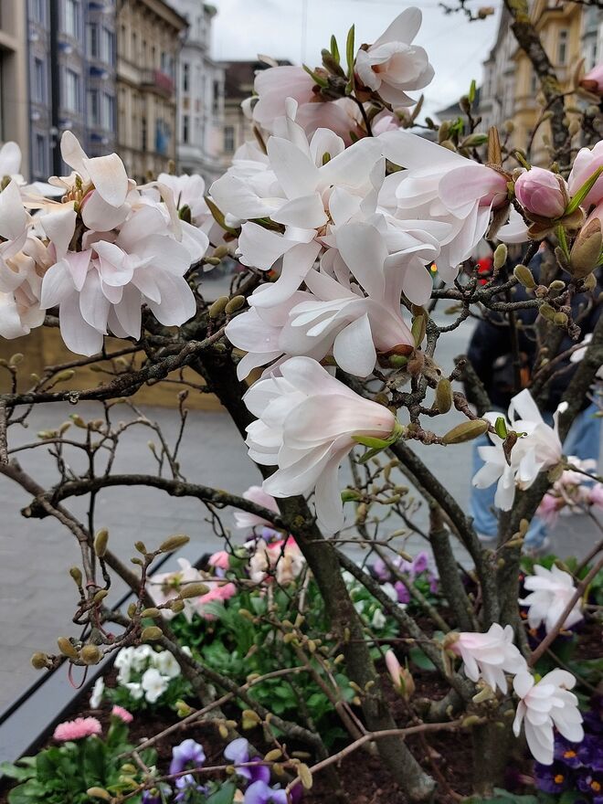 Magnolie im Blumenkisterl