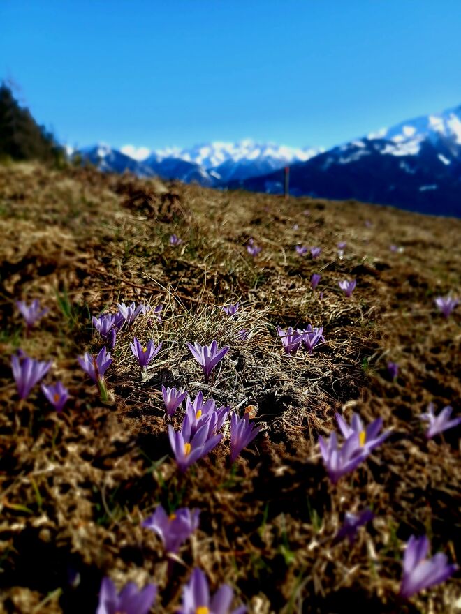 Frühling