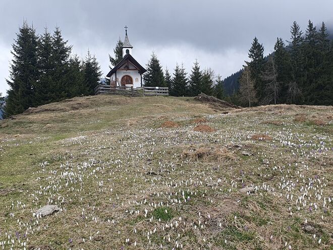 Krokusse