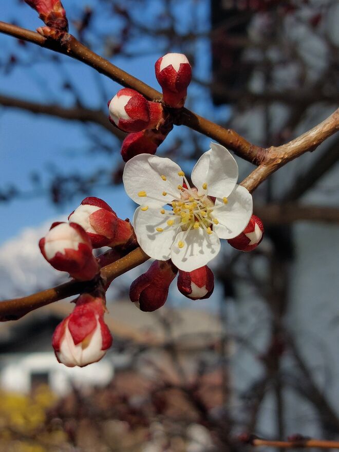 Ich freu mich schon auf die Marillenknödel!