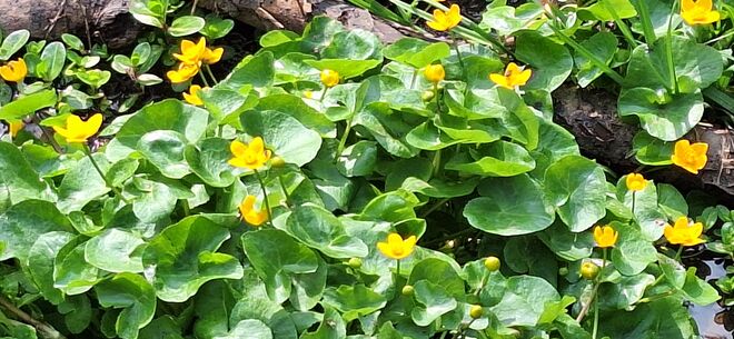 Sumpfdotterblume