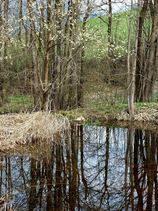 Im Auwald