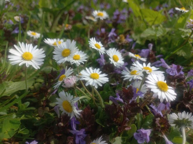 Frühling, ach du bist's.....
