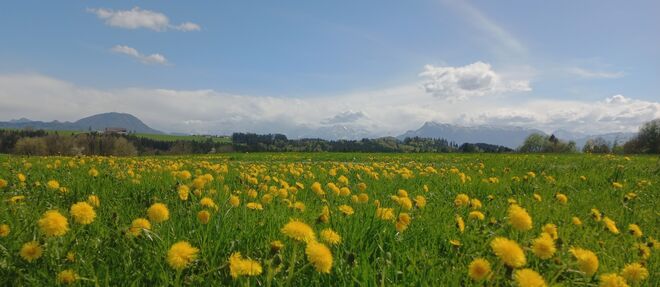 Ins Land einischaun....