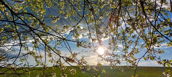 Blütenpracht in der Frühlingssonne