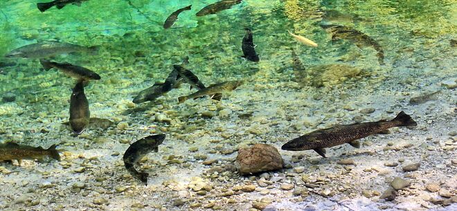Ein "Aquarium" im Bluntautal