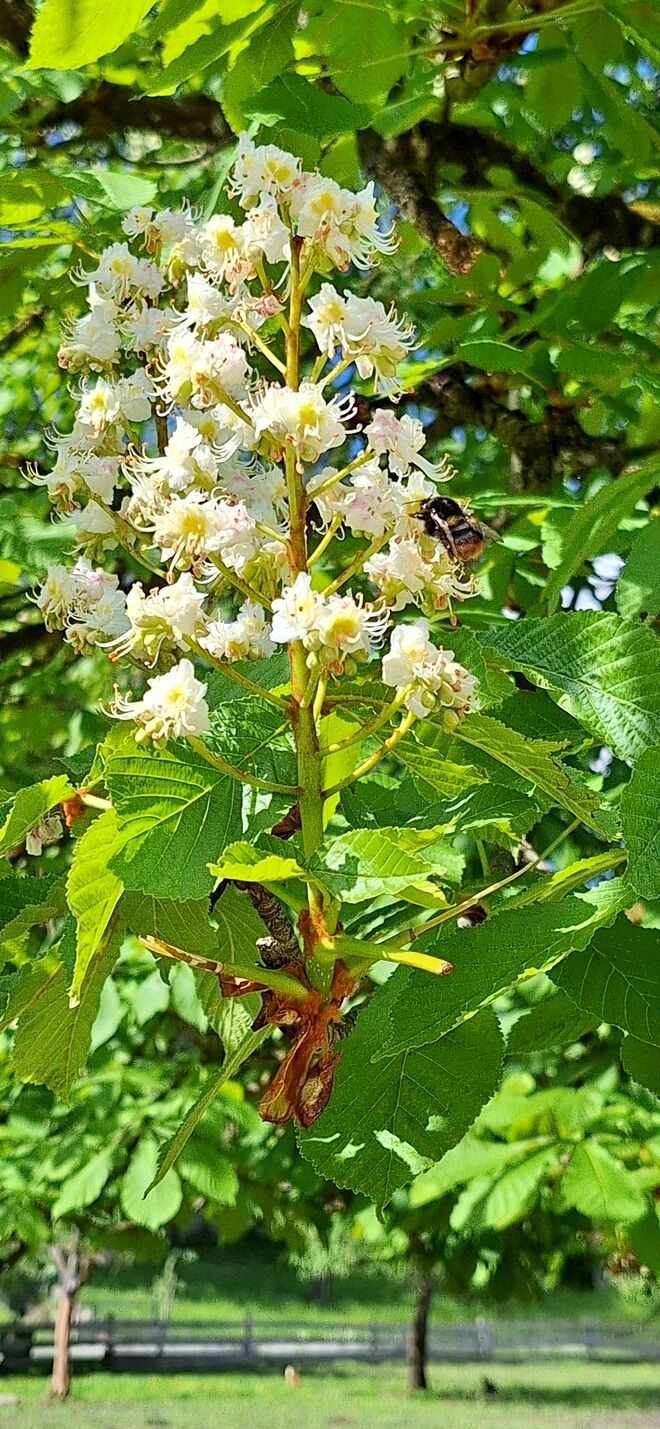 Die Blüte der Kastanie