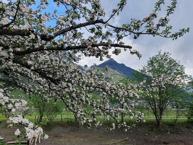 Obstblüte