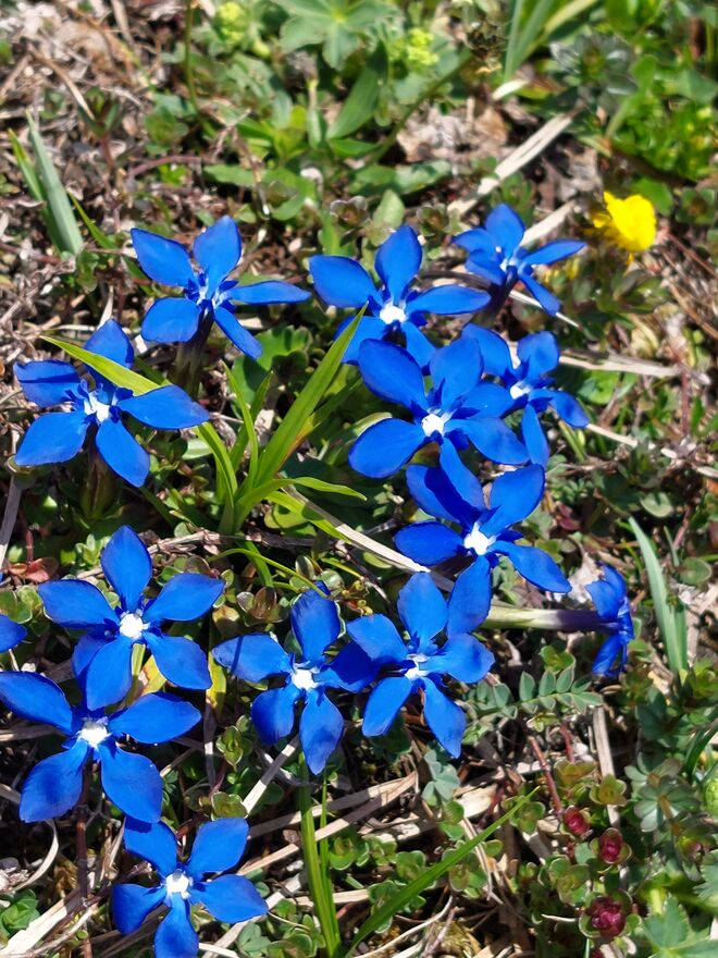 Blaue Polsterl