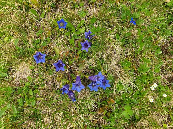 Enzianblüte